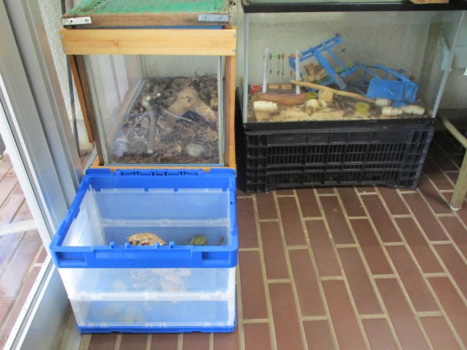 生き物展示 (4).jpg