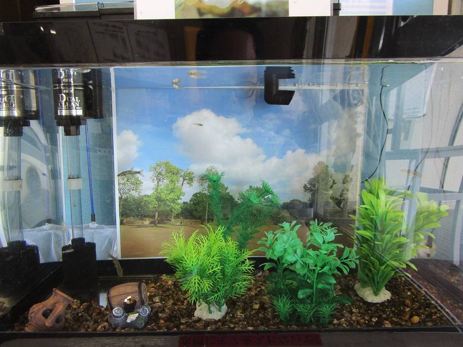 生き物展示 (6).jpg