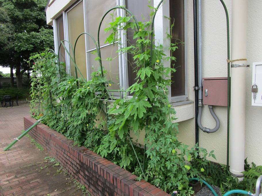 グリーンカーテン (4).jpg