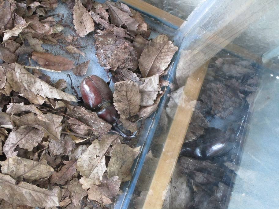 カブトムシ (4).jpg