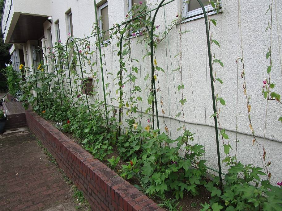 グリーンカーテン (5).jpg