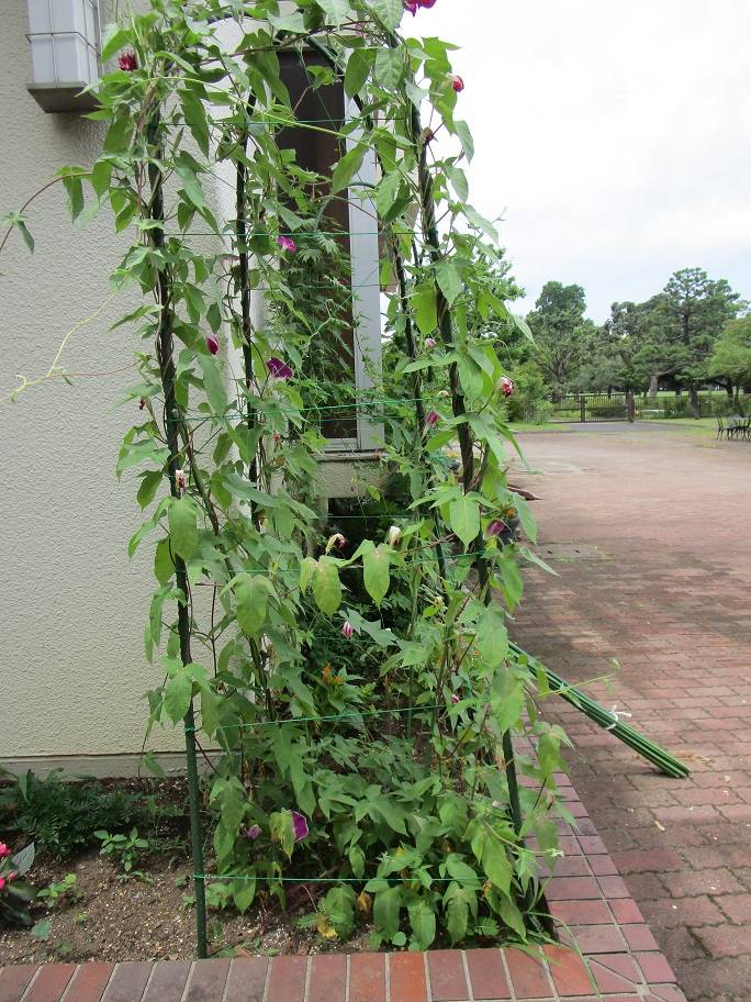 グリーンカーテン (3).jpg