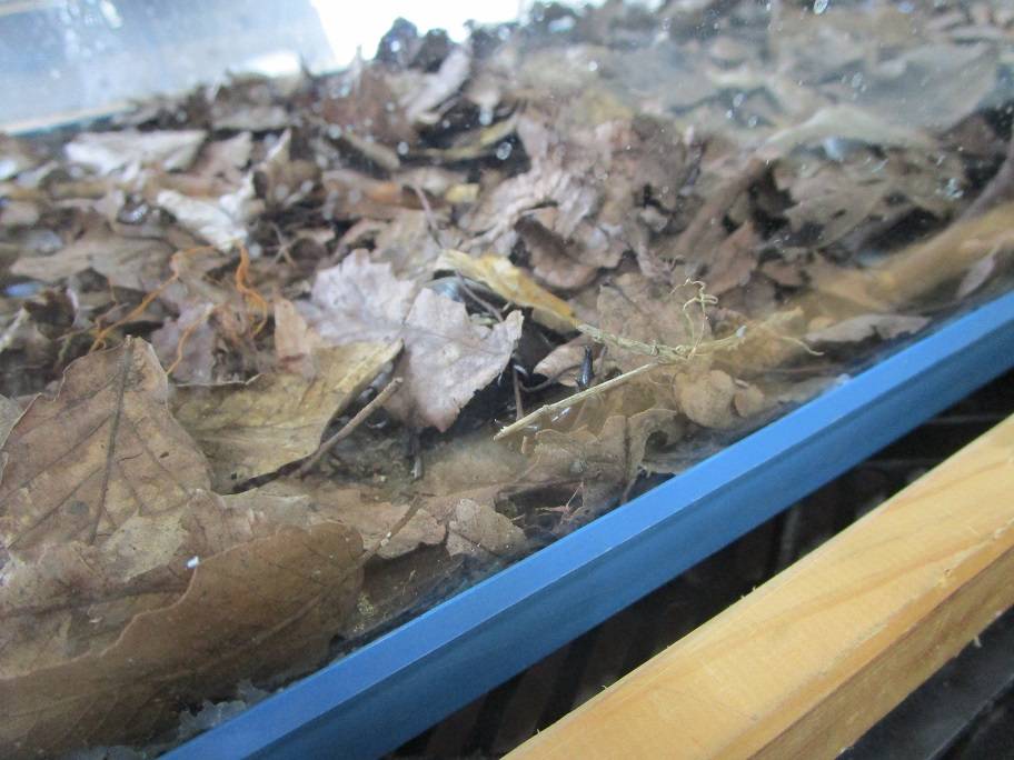 カブトムシ (3).jpg