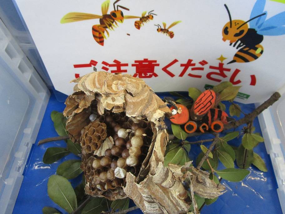 生き物展示 (7).jpg