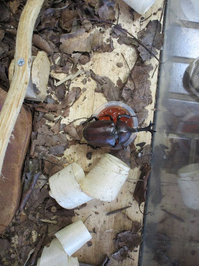 生き物展示 (1).jpg