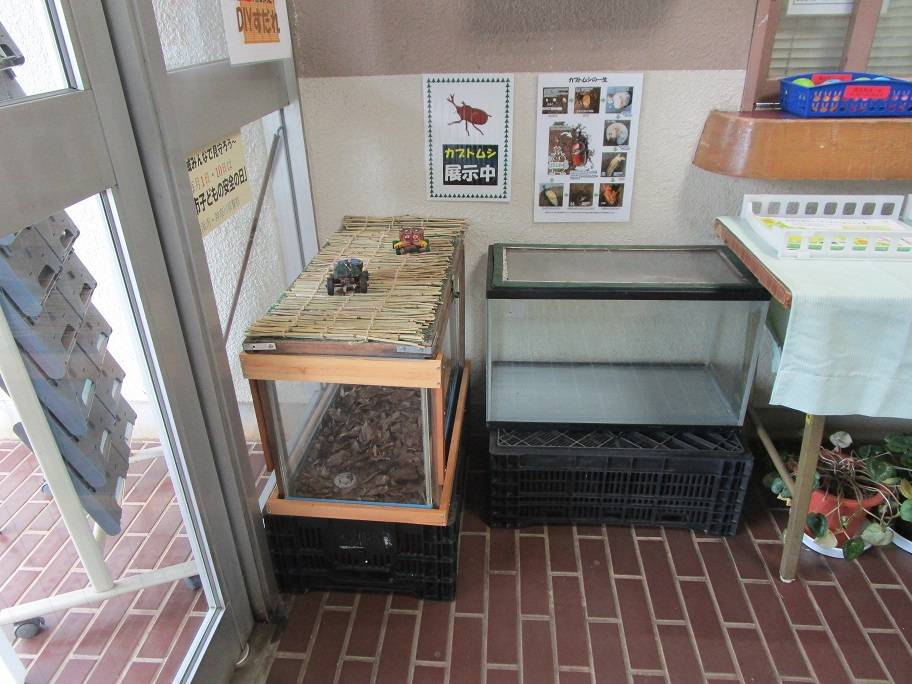 カブトムシ (2).jpg