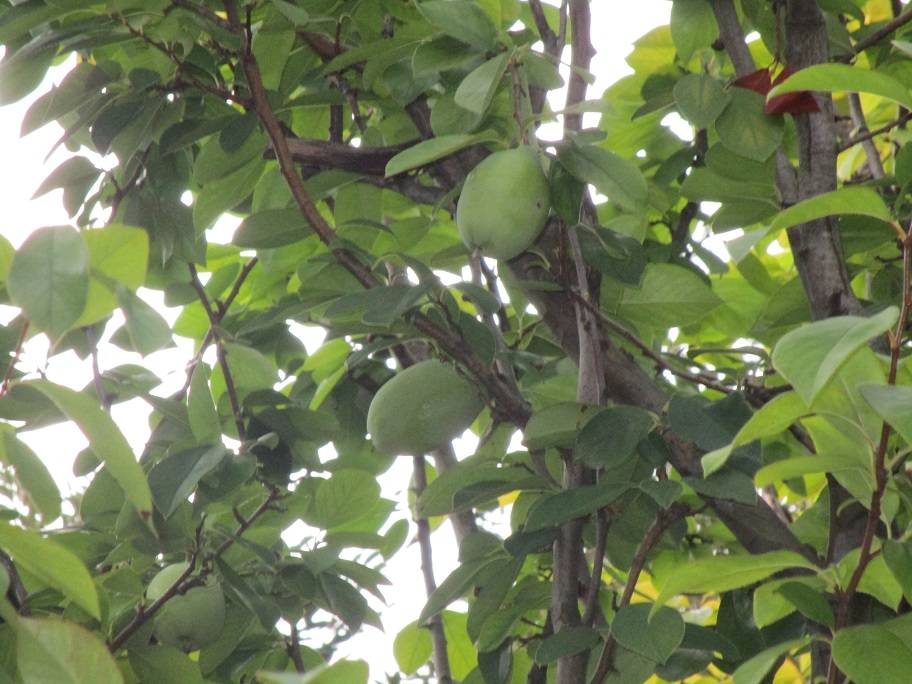 花梨の実 (3).jpg