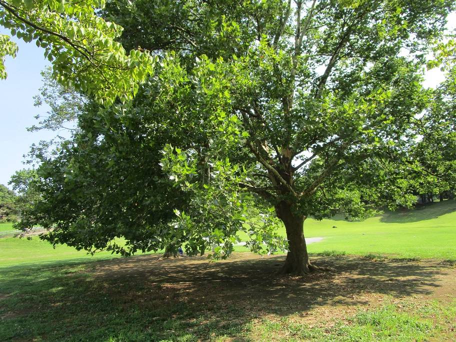 プラタナス (3).jpg