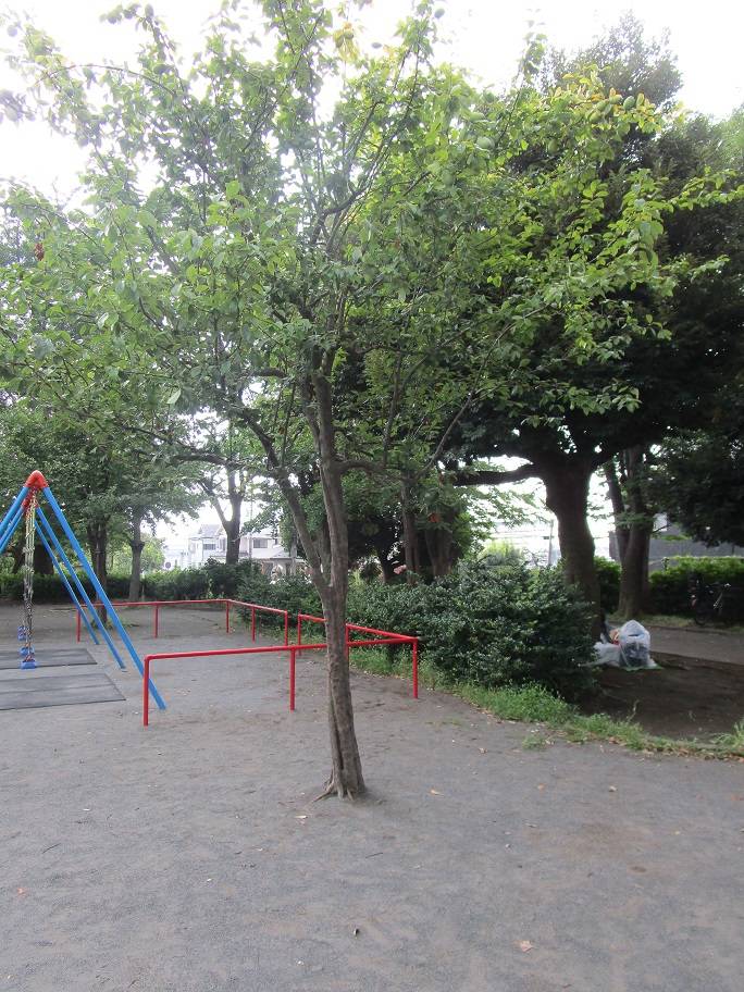 花梨の実 (1).jpg