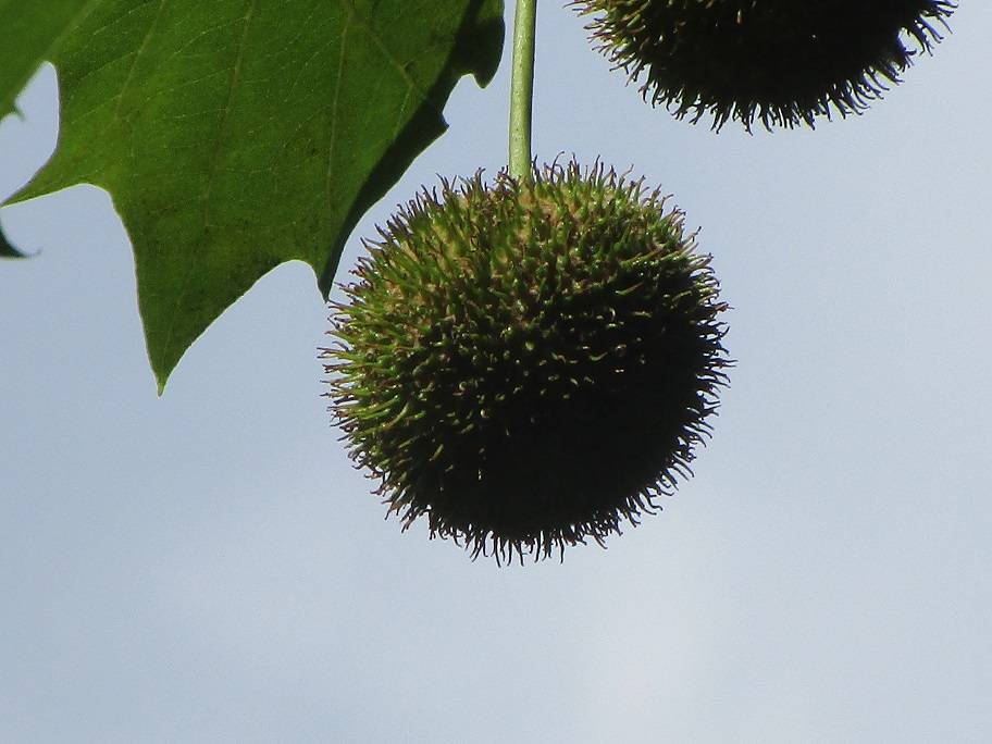 プラタナス (2).jpg