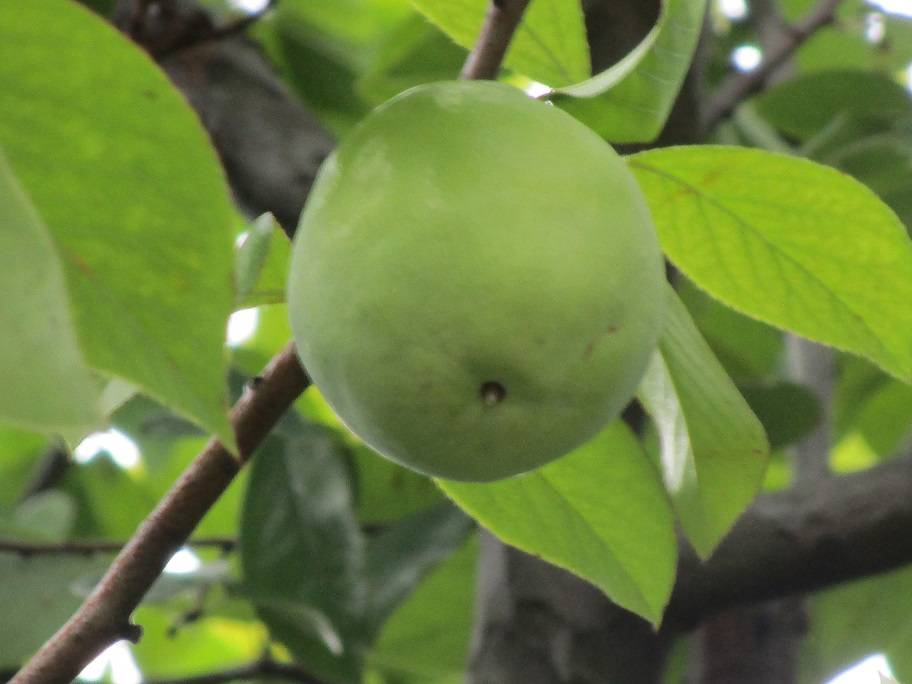 花梨の実 (2).jpg