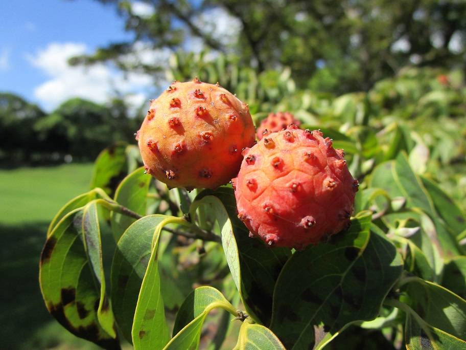 山法師の写真 (1).jpg