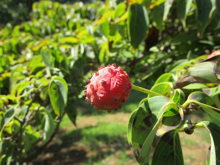 山法師の写真 (5).jpg