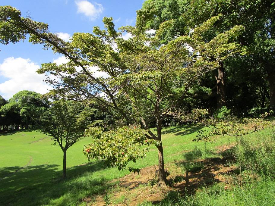 山法師の写真 (3).jpg