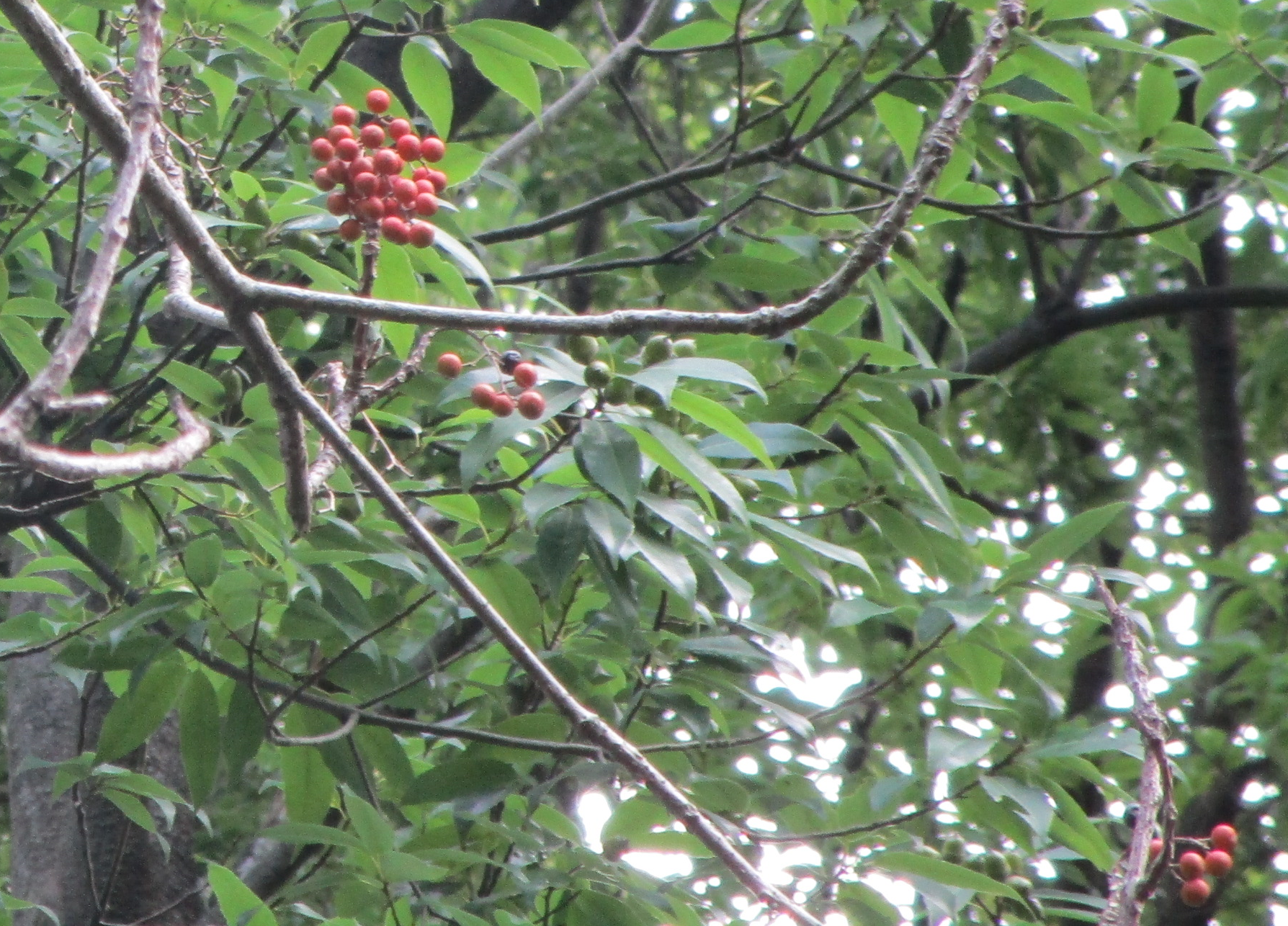 イイギリ (1).png