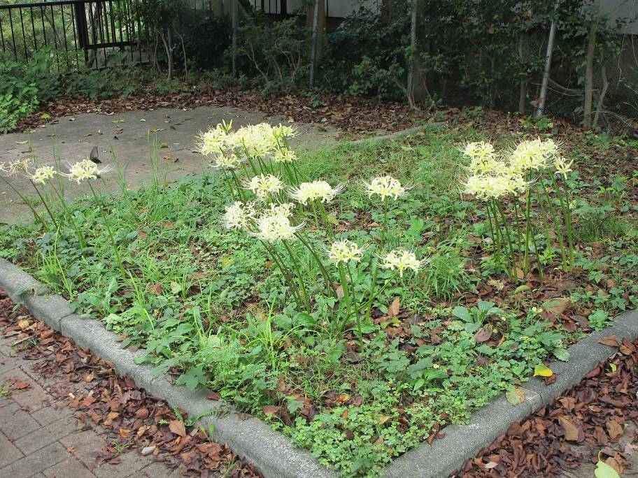 彼岸花の写真 (3).jpg