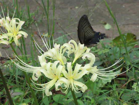彼岸花の写真 (6).png