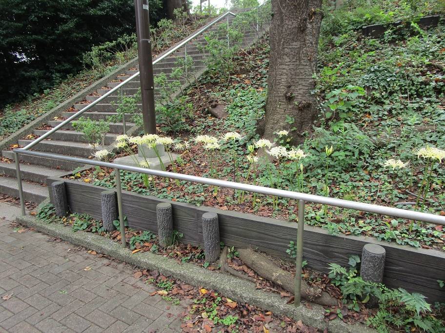 彼岸花の写真 (5).jpg