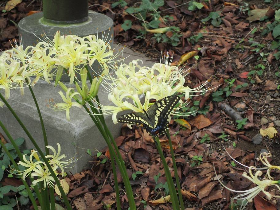 彼岸花の写真 (2).jpg