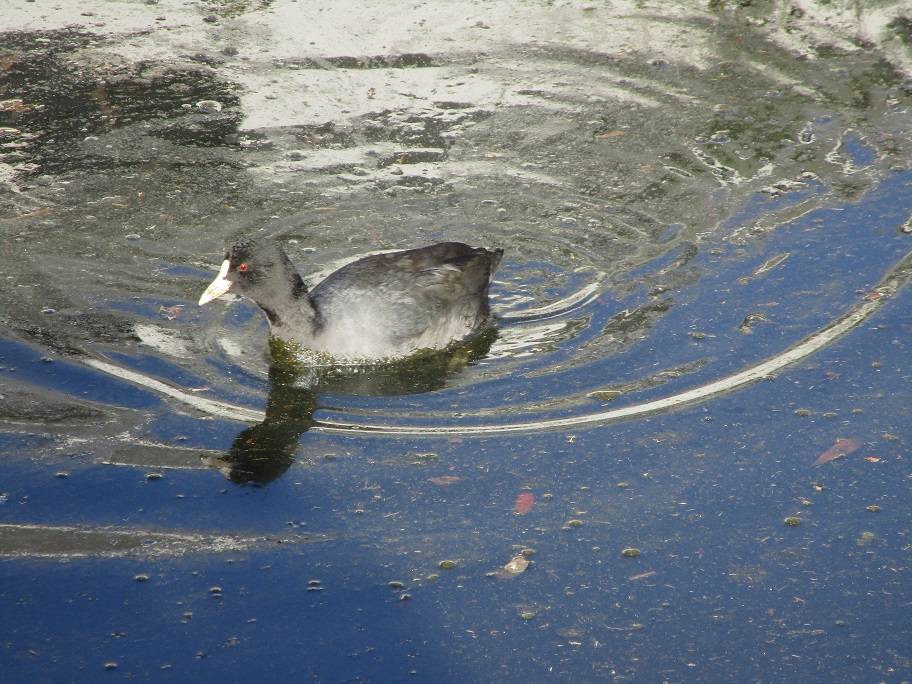 オオバンの写真 (2).jpg