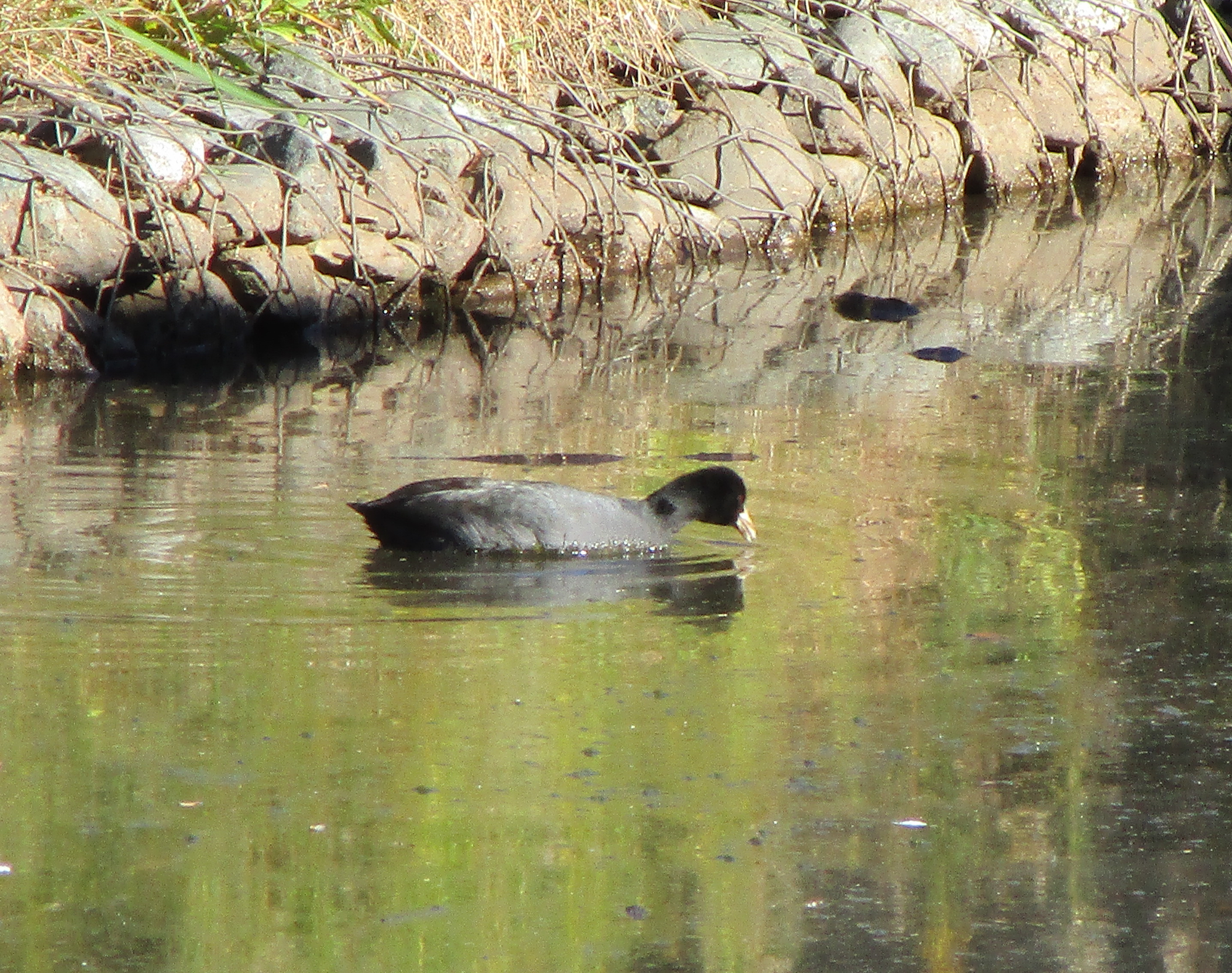オオバンの写真 (1).png