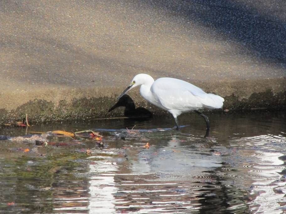 コサギの写真 (2).jpg