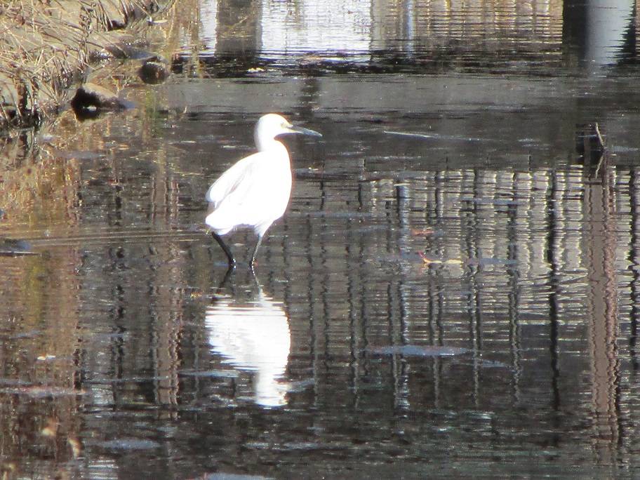 コサギの写真 (3).jpg