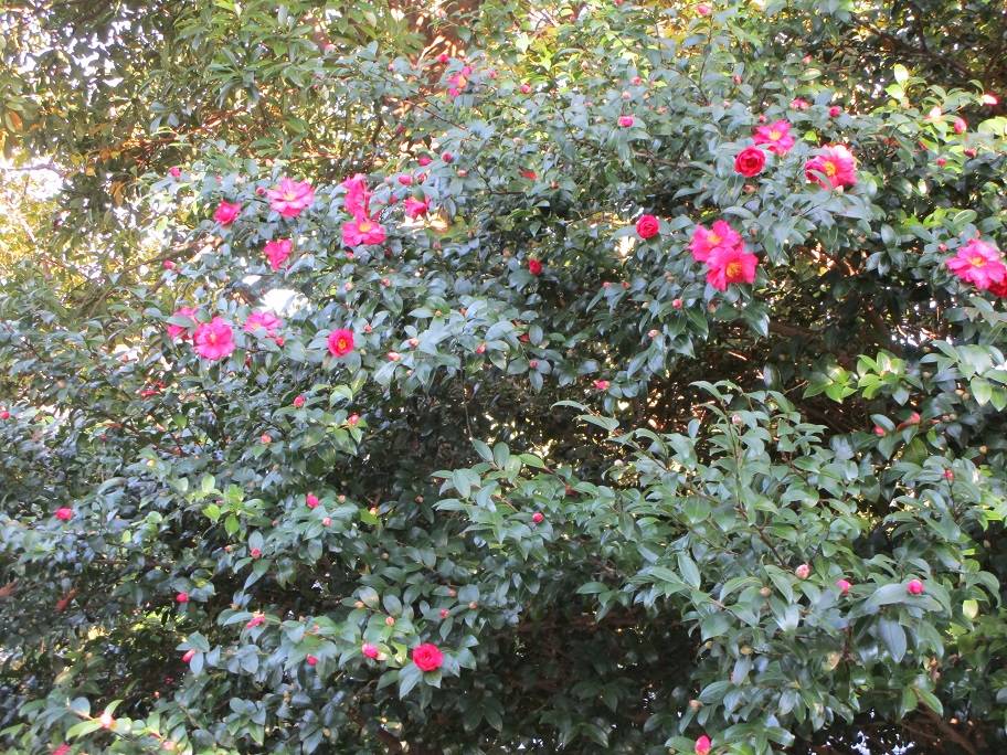 ヒカゲノカズラ やまさんさま専用 80cm~×250本 ヒカゲノカズラ やまさんさま専用 80cm~×250本