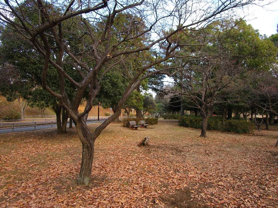 紅梅の写真 (1).jpg