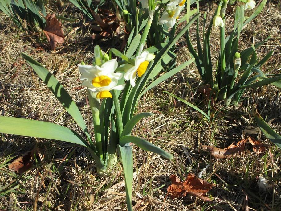 日本水仙 (1).jpg