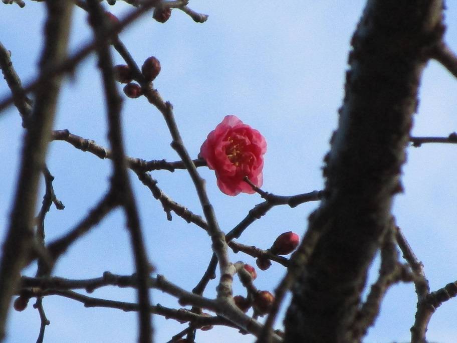 紅梅の写真 (2).jpg