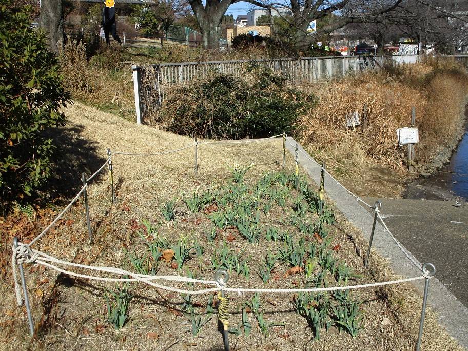 日本水仙 (3).jpg