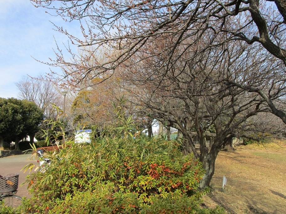 白梅の写真 (2).jpg