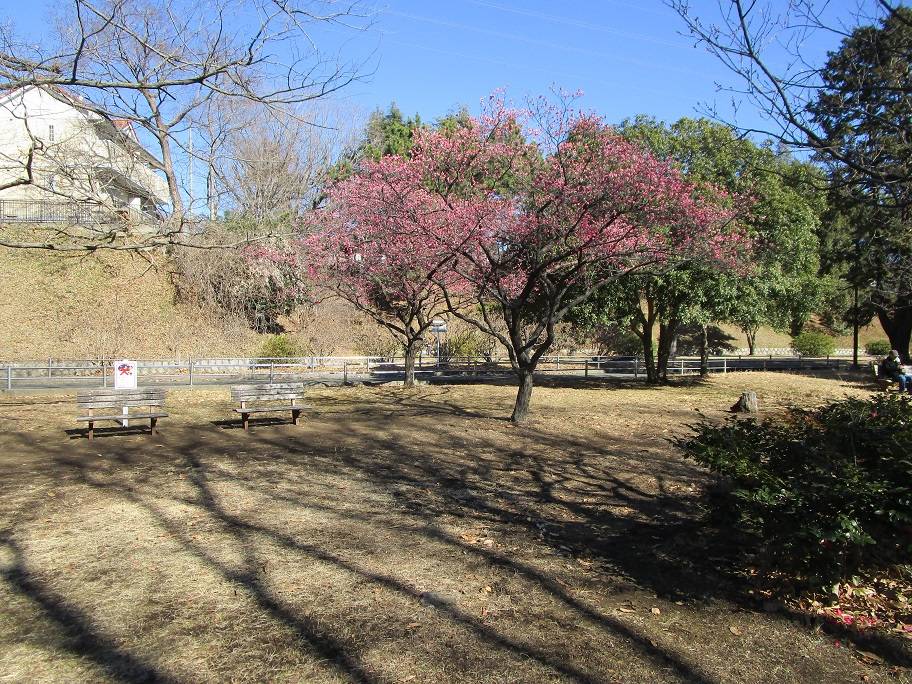 梅の写真 (3).jpg