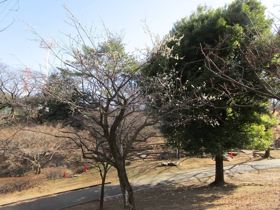 梅の写真 (5).jpg