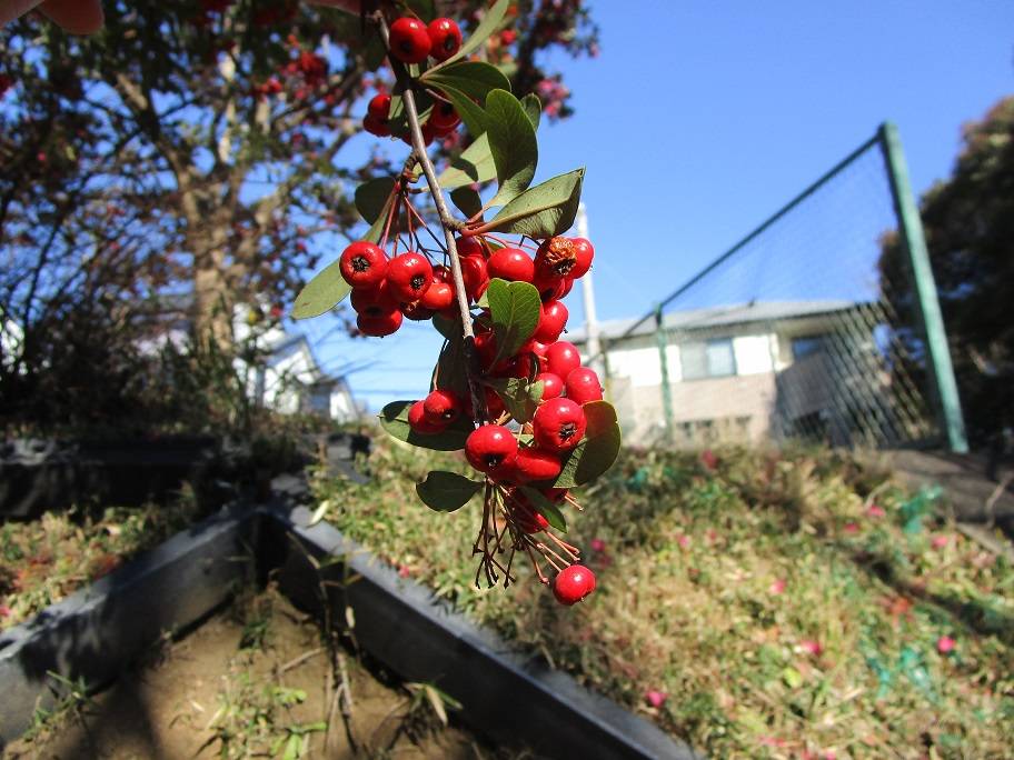 ピラカンサの実の写真 (2).jpg