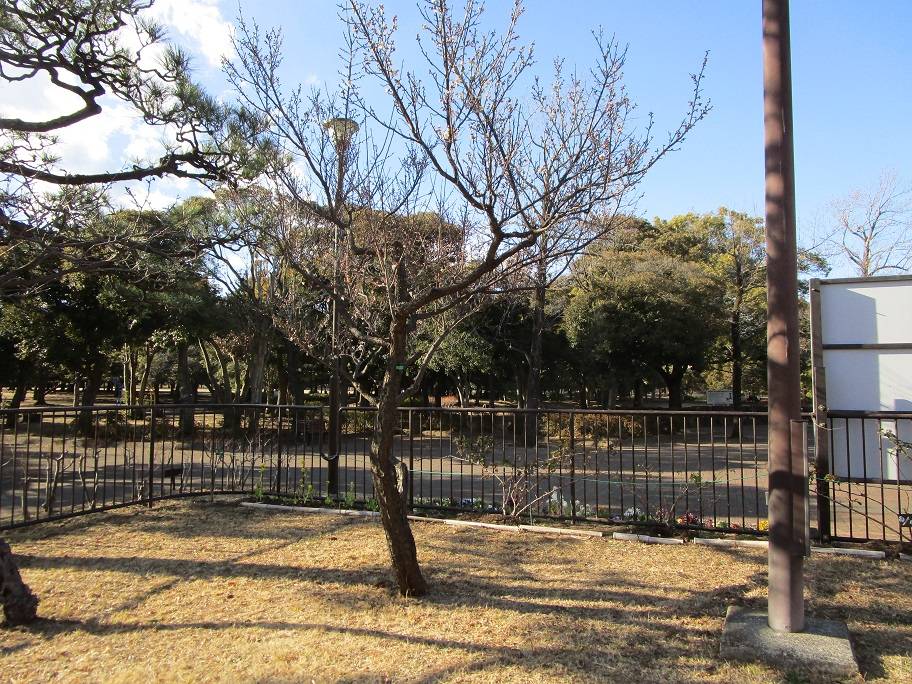 梅の写真 (5).jpg