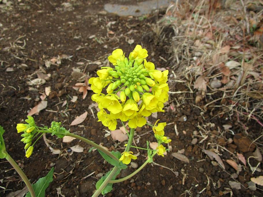 菜の花 (1).jpg