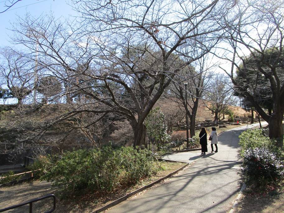 桜の木の写真 (4).jpg