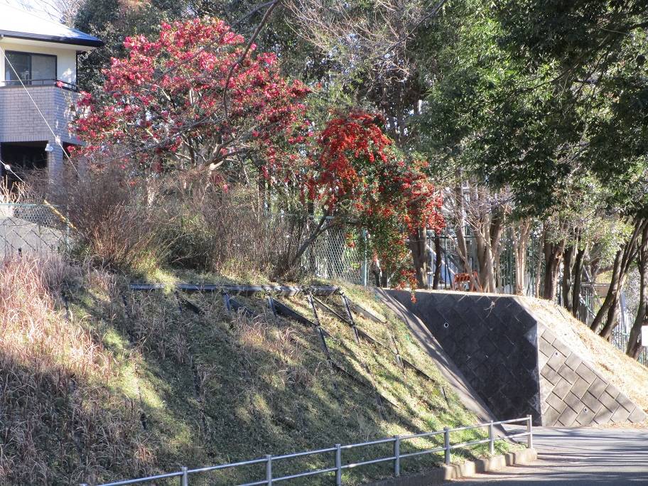 ピラカンサの実の写真 (4).jpg