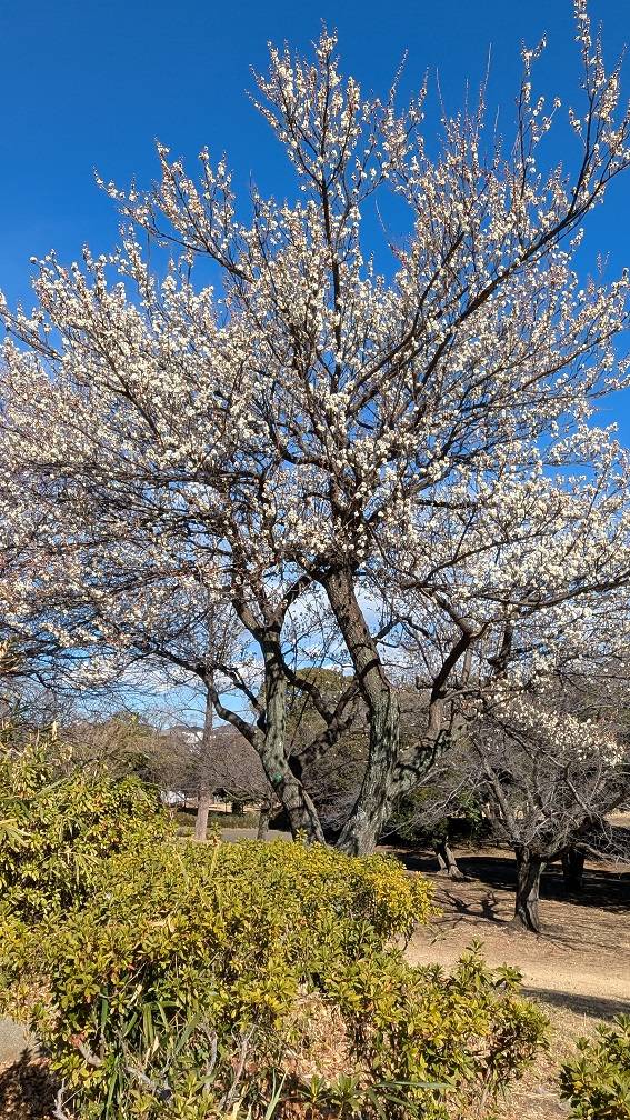 梅の写真 (2).jpg