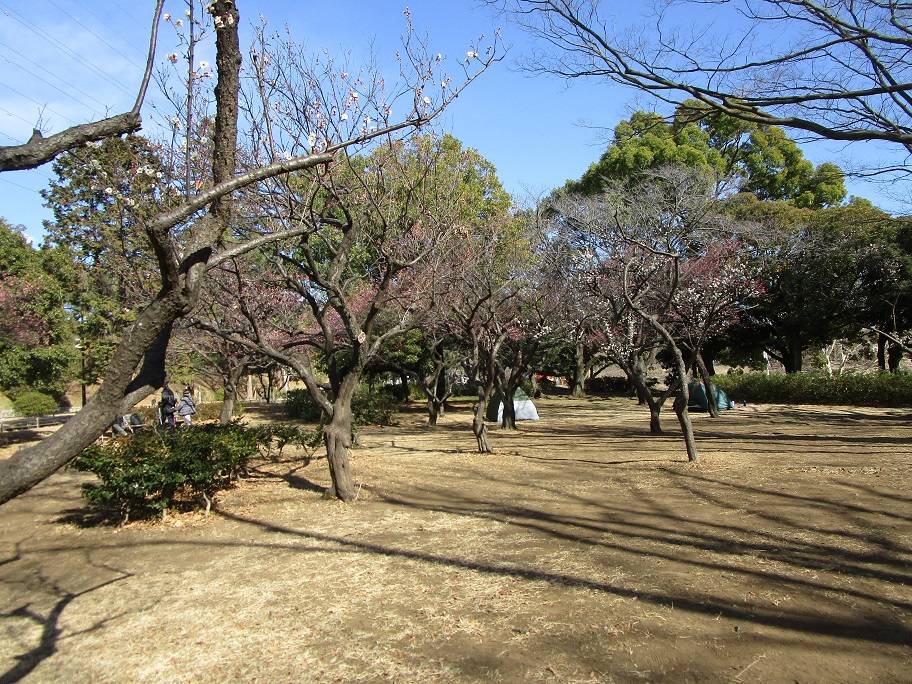 梅の写真 (6).jpg