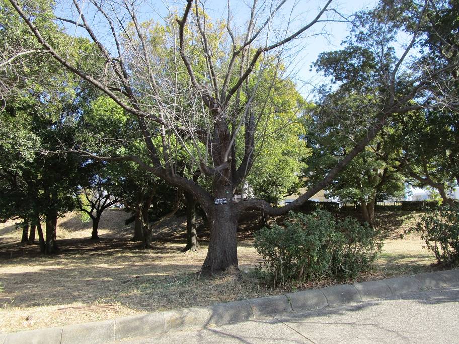 桜の木の写真 (5).jpg