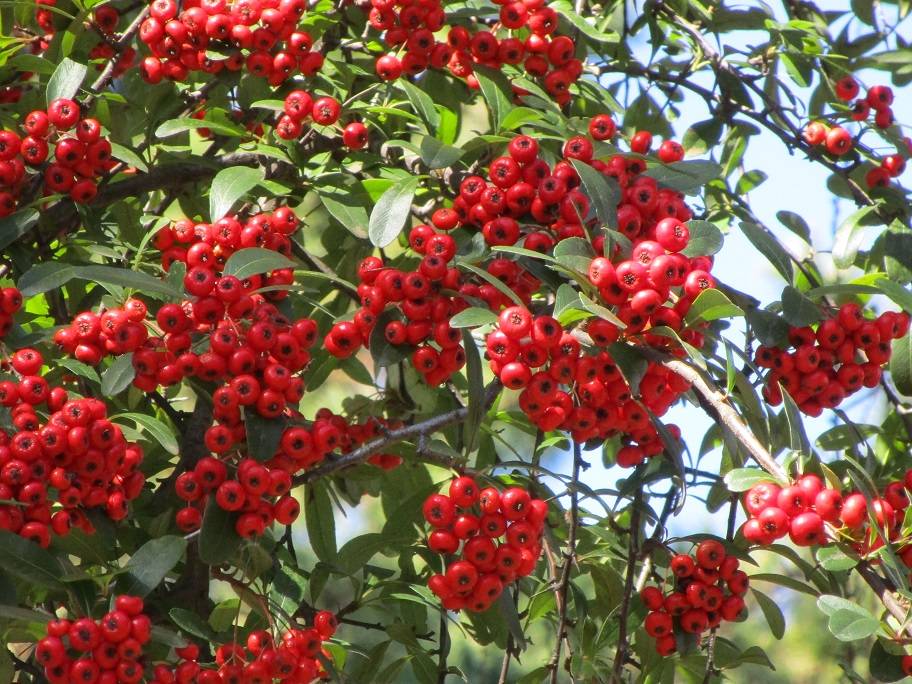 ピラカンサの実の写真 (3).jpg