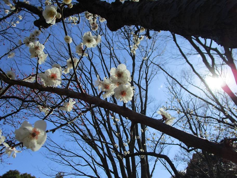梅の写真 (3).jpg