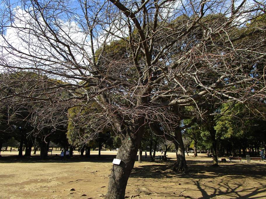桜の木の写真 (3).jpg