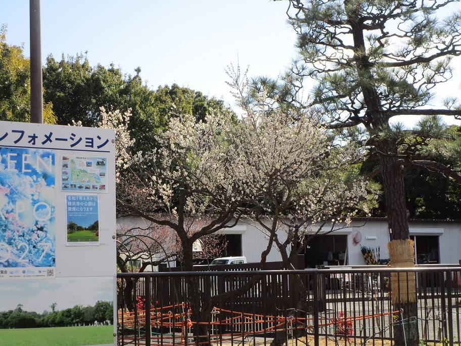 梅の写真 (2).jpg