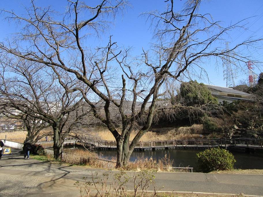 桜の木の写真 (2).jpg