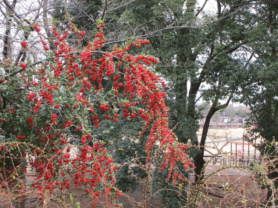 ピラカンサの実の写真 (1).jpg