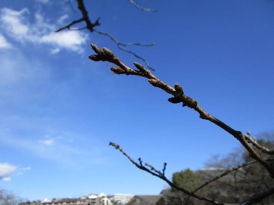 桜の木の写真 (6).jpg